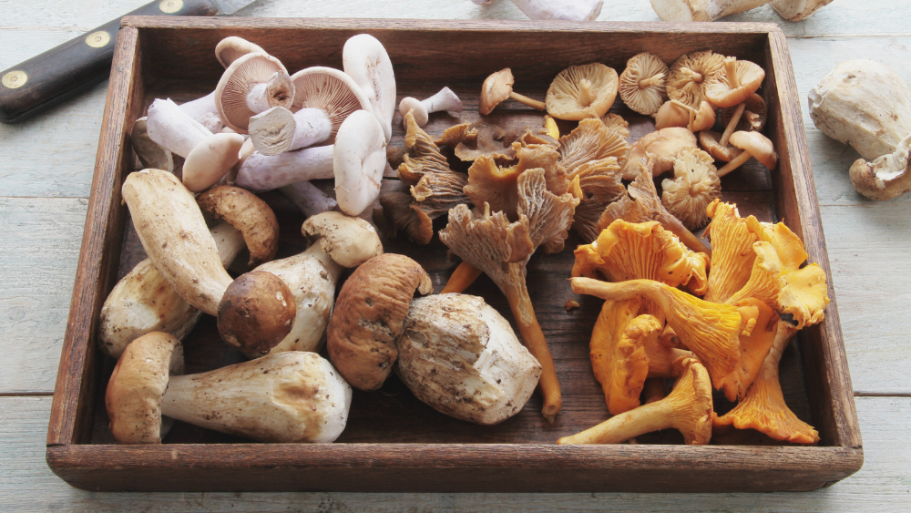 From Forest to Fork: How Mushrooms are Revolutionizing Plant-Based Meat