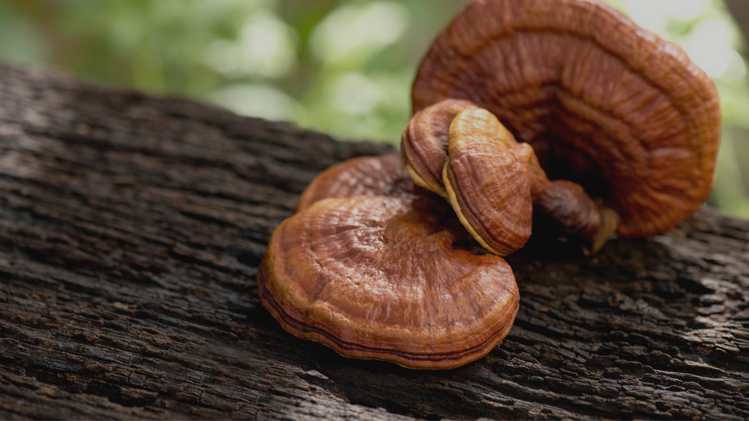 What Are Adaptogens?