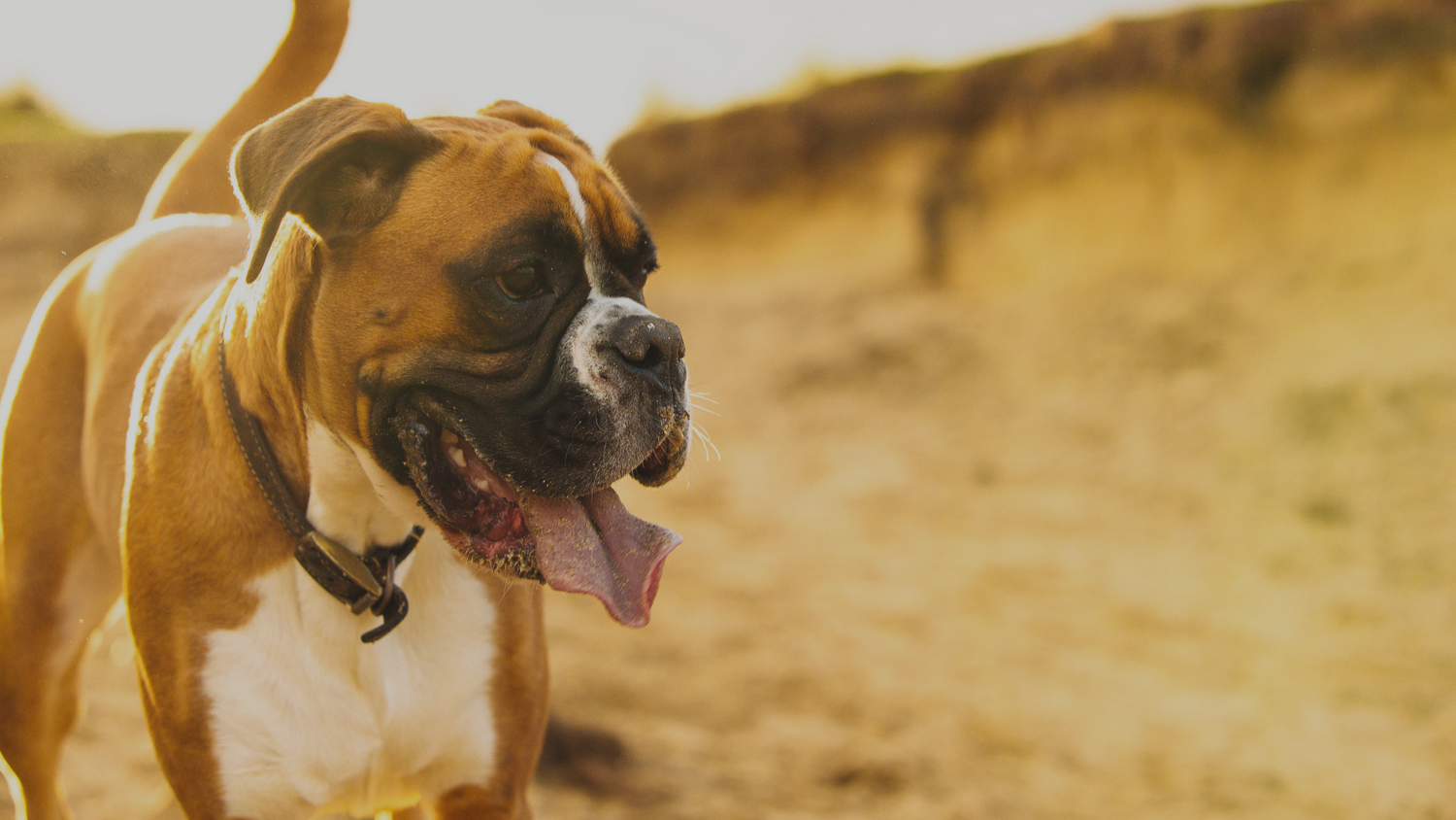 Functional Mushrooms and our Pets