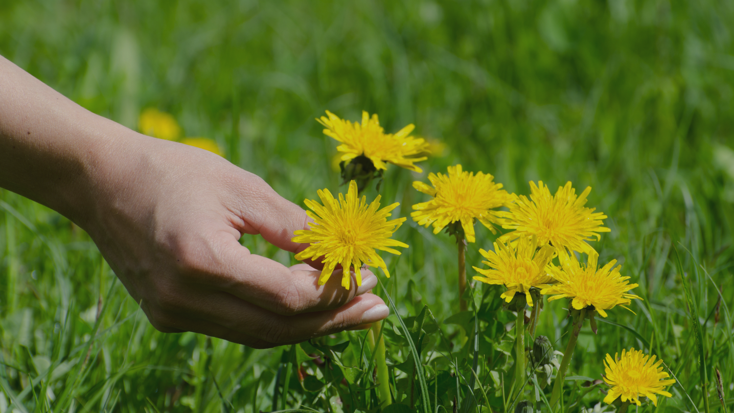 The Doctrine of Signatures