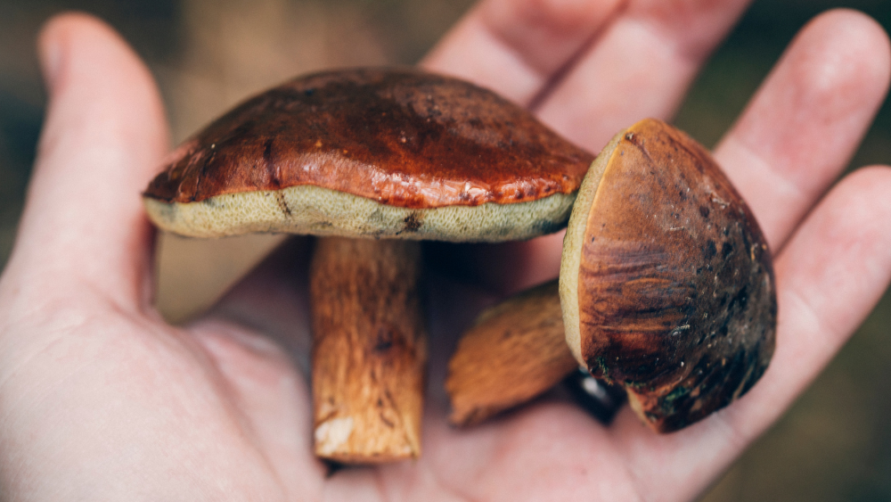 A Beginner’s Guide to Identifying Different Types of Mushrooms
