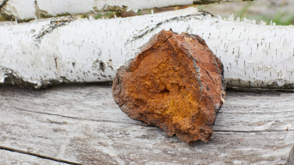 Chaga Skincare How Chaga Mushroom Can Benefit Your Skin