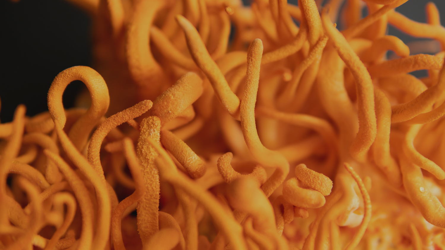 Cordyceps Mushrooms and Kidney Health