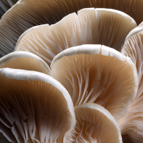 7 Important Benefits of Oyster Mushrooms for Health