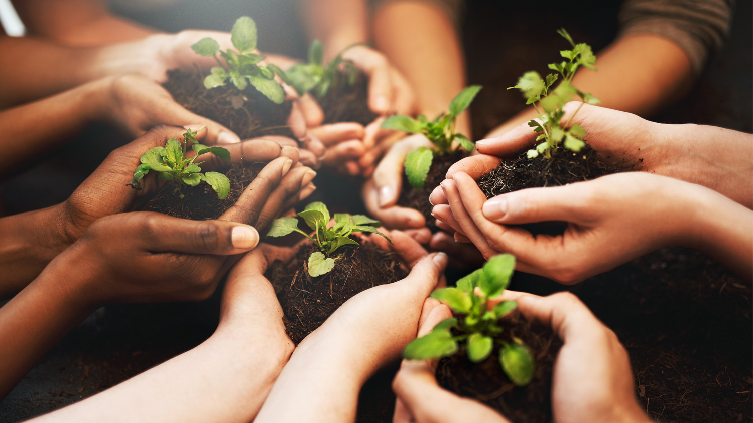 Earth Day: The Role of Medicinal Mushrooms in Our Ecosystems