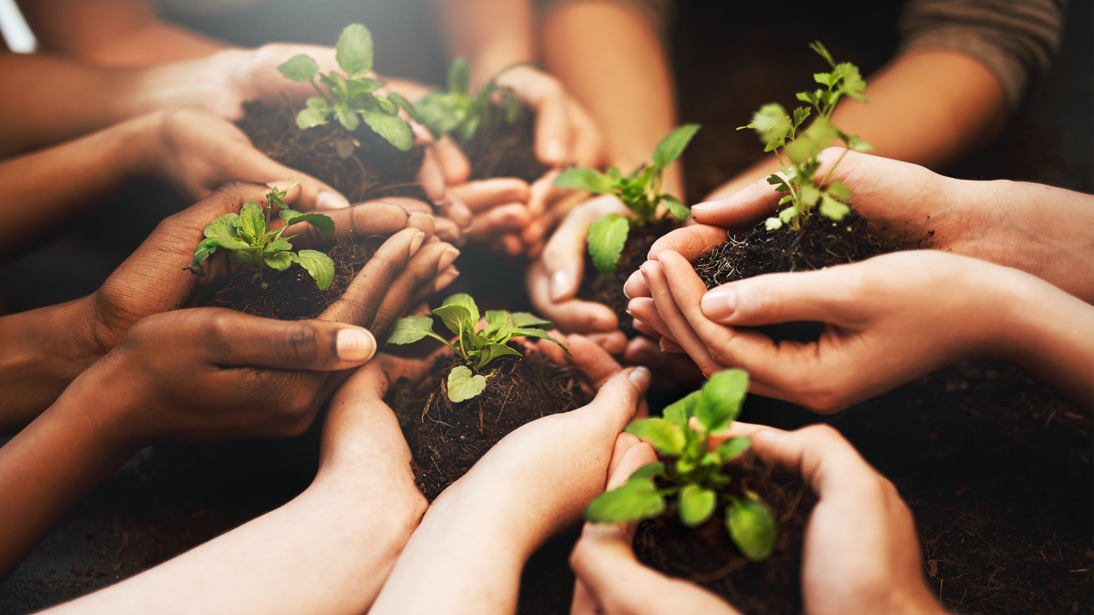 Earth Day: The Role of Medicinal Mushrooms in Our Ecosystems