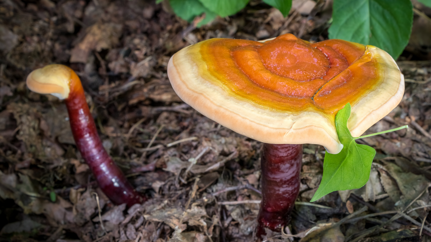 Reishi for Healthy Skin