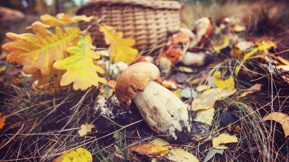 Fall Equinox Celebrations with 4MB