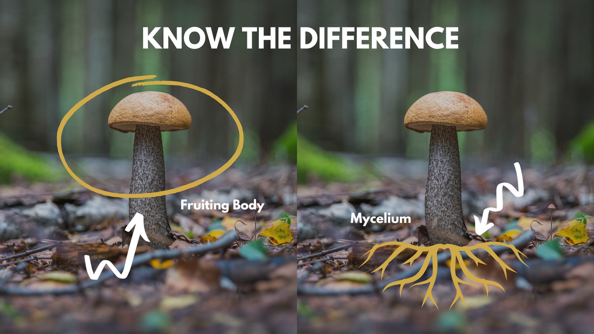 Medicinal Mushrooms: The Mycelium vs. Fruiting Body Dispute