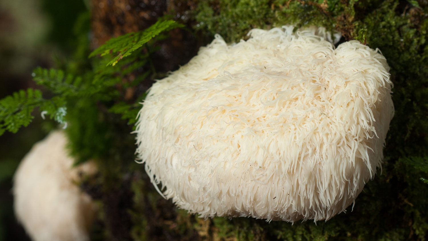 Functional Mushrooms for Anxiety and Depression