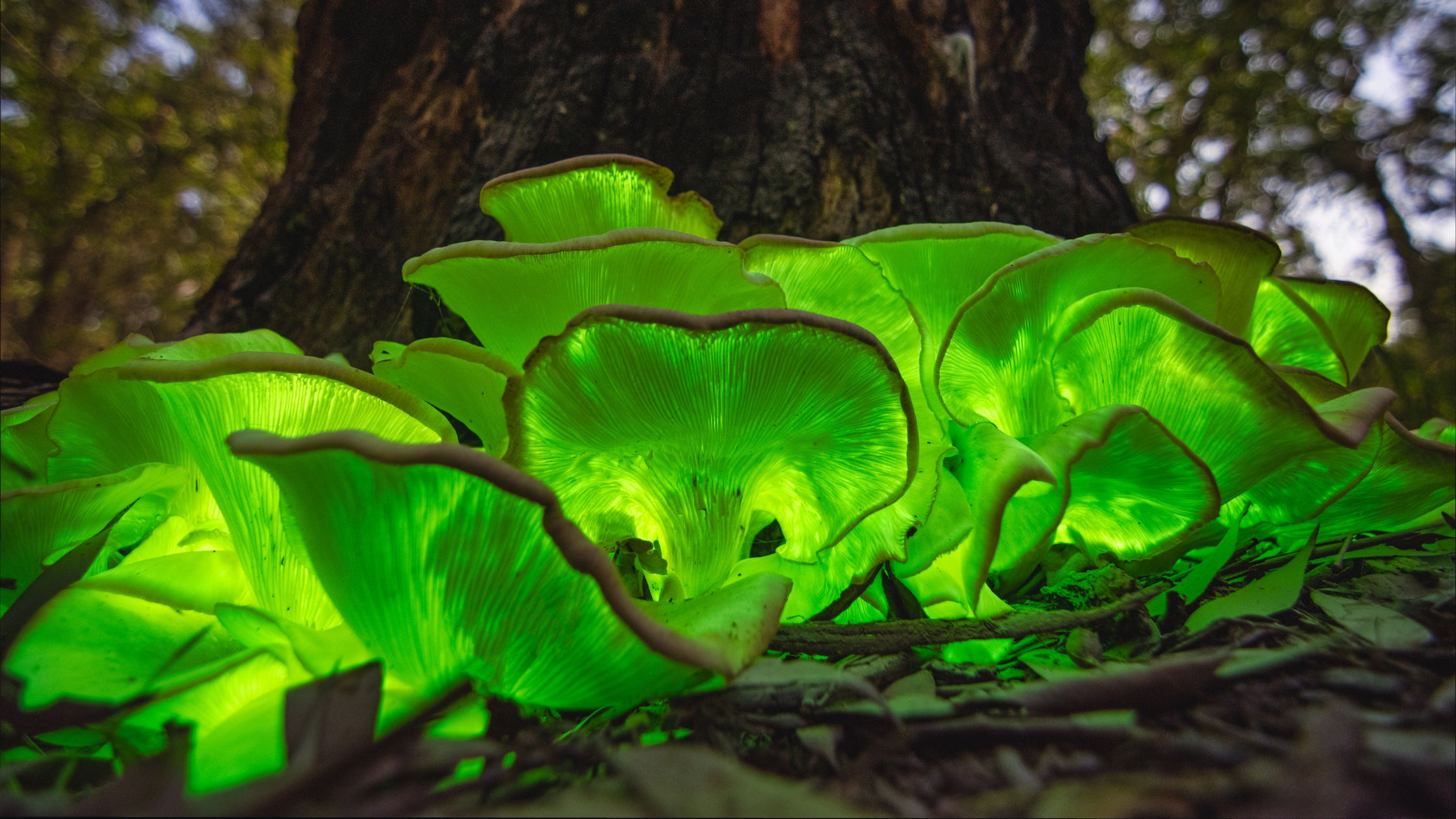 fungi finds weirdest mushrooms