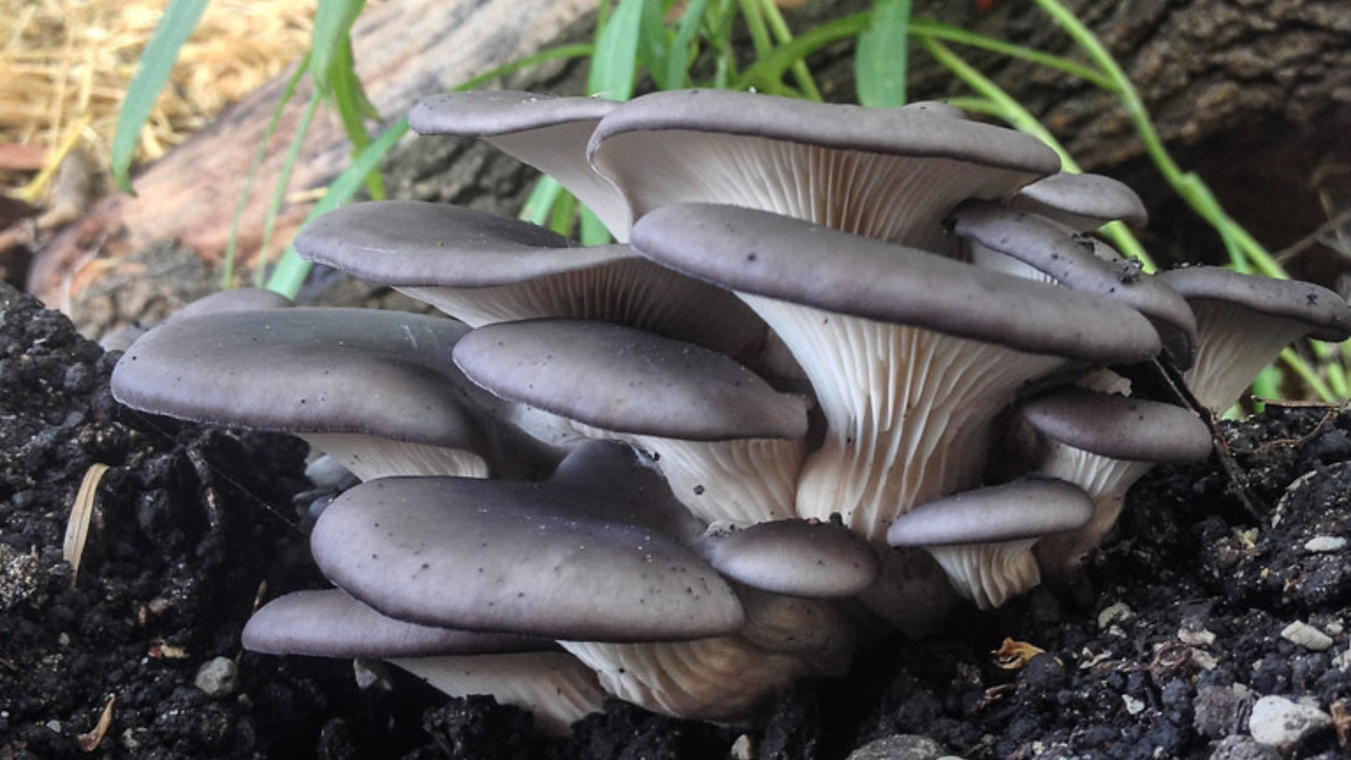 growing blue oyster mushrooms