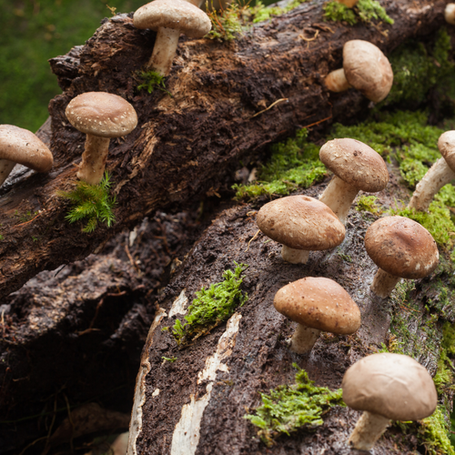 Shiitake Your Health Up a Notch – Surprising Benefits of Shiitake Extract