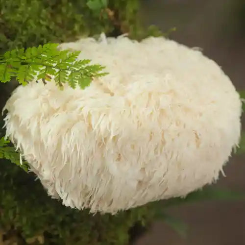 Lion's Mane Metabolism: The Natural Way to Support Your Weight Goals
