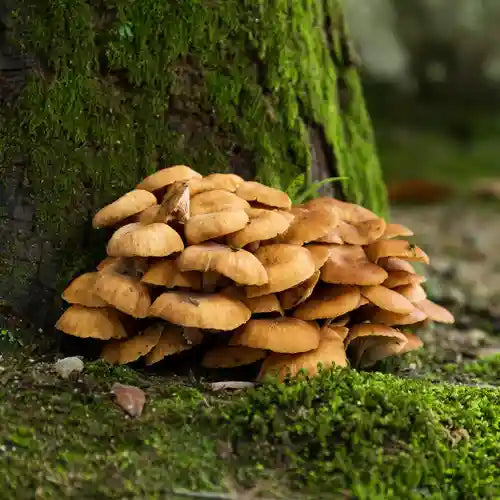 In Depth Guide to Adaptogenic Mushrooms