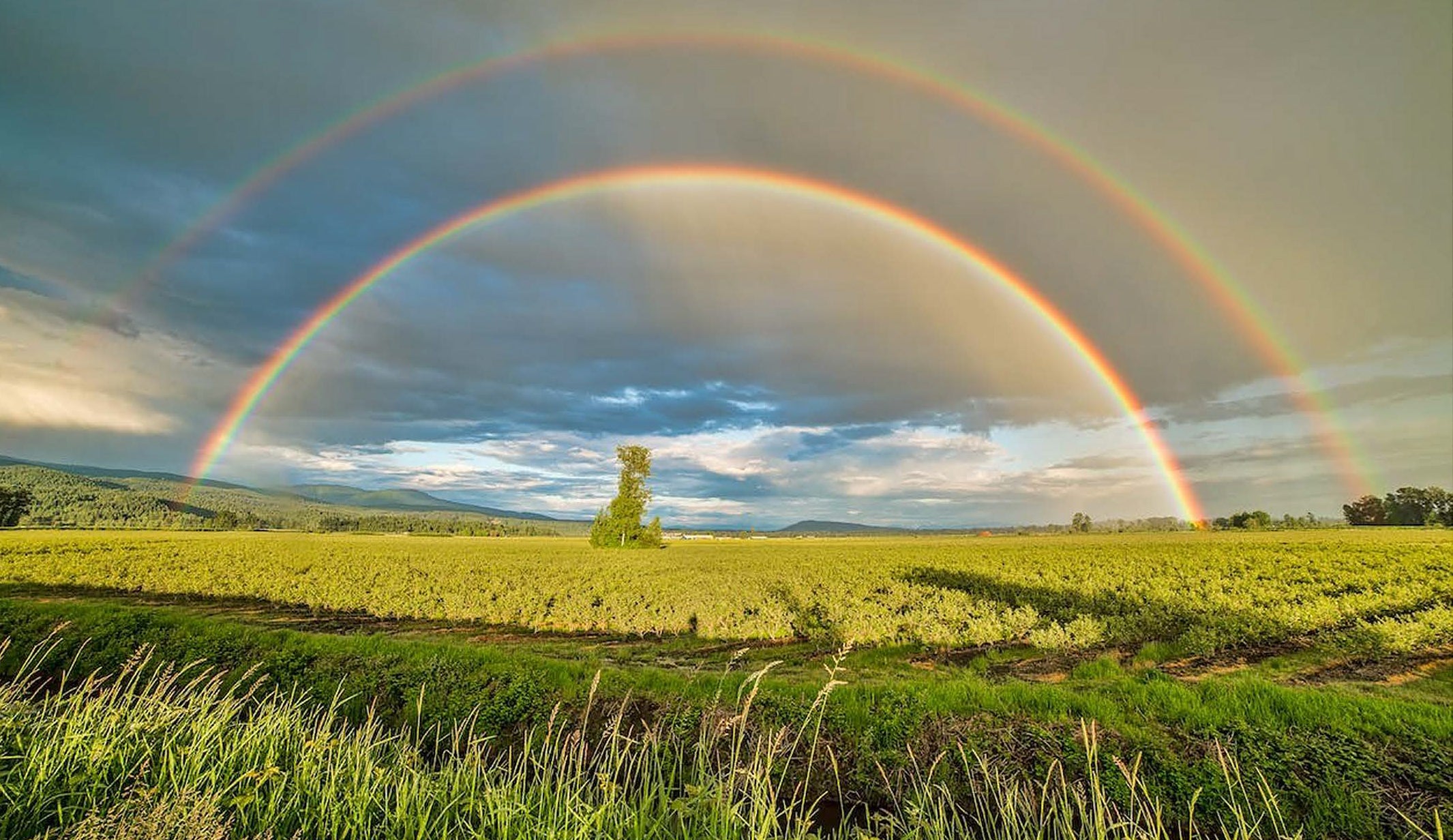 Medicinal Mushrooms: Pot of Gold at the End of the Rainbow