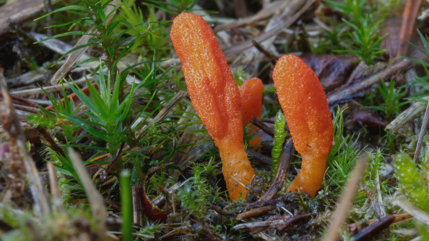 Functional Mushrooms for Immune Health