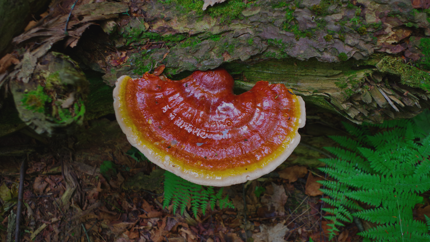 Is Eversio Reishi Mushroom Wild or Cultivated?
