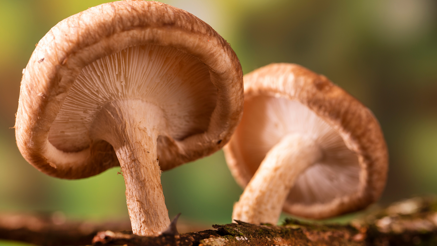 Shiitake Fruiting Body Health Benefits