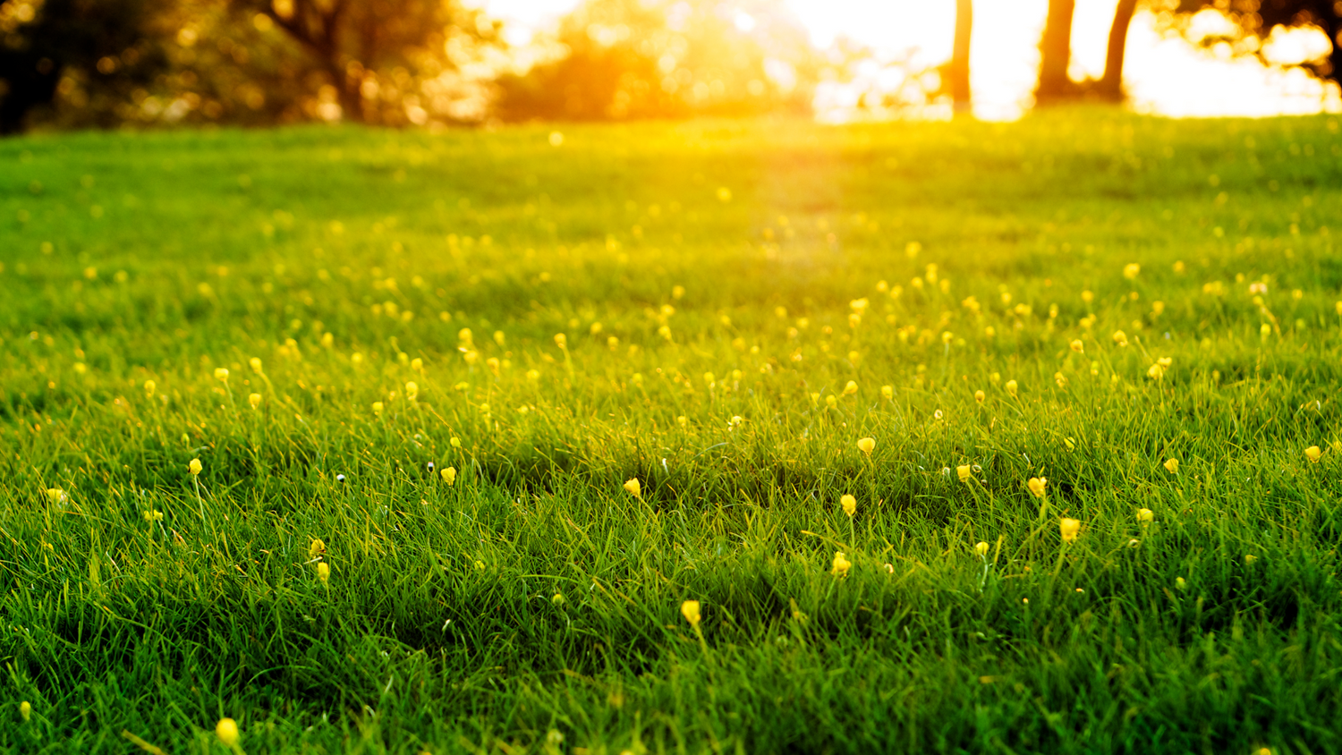 The Connection Between the Vernal Equinox and Mushrooms