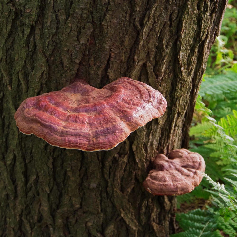 Reishi for Immunity: Can This Mushroom Help Boost Your Defenses?