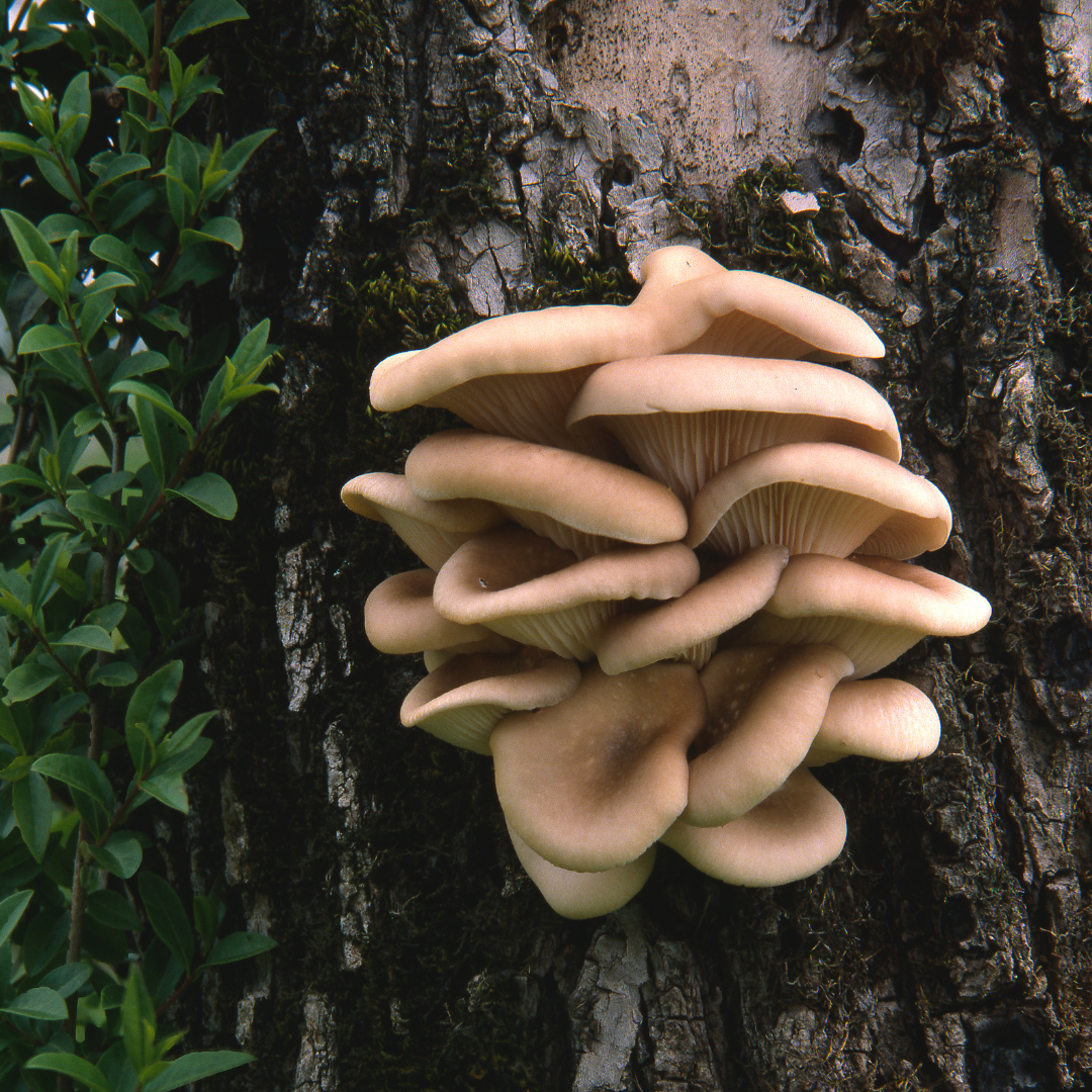 The Definitive Guide to Types of Fungi