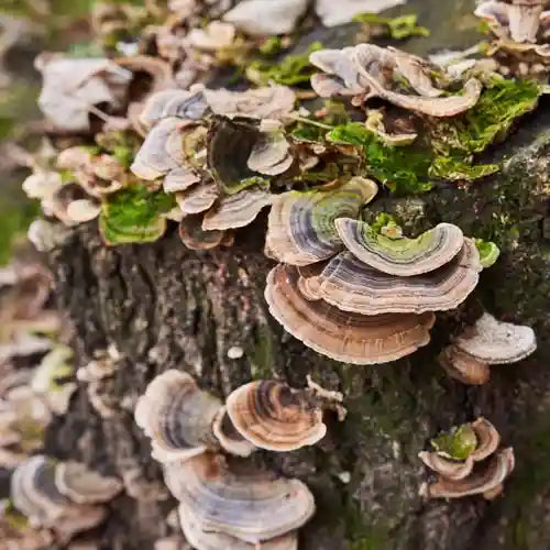 Mushrooms for Immune Boosting 101