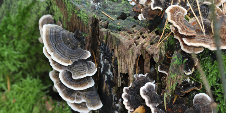 Turkey Tail Mushroom_ A Grateful Addition to Your Thanksgiving Feast and Gut Health