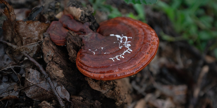 Unlocking the Potential of Reishi Mushroom for Epilepsy Treatment