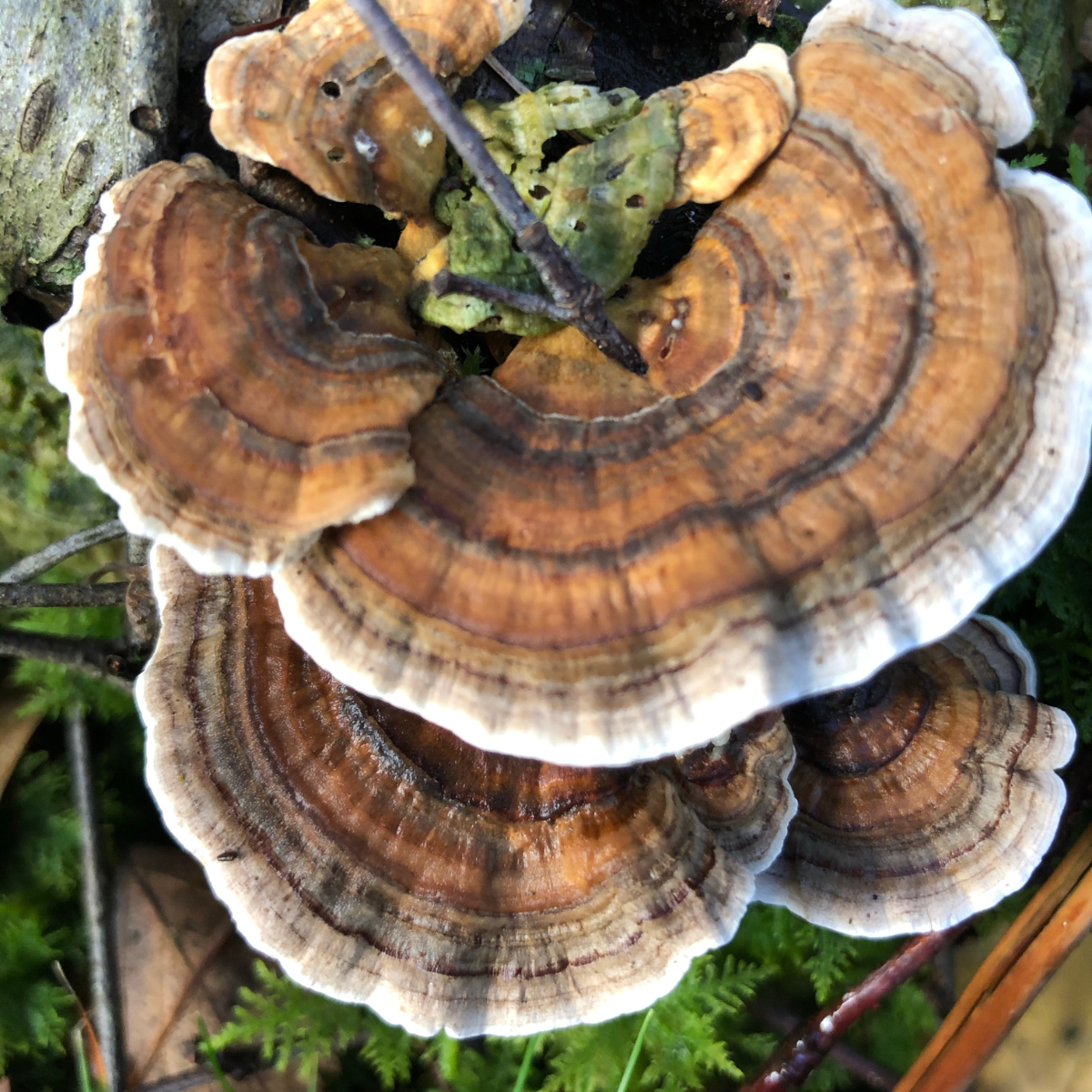 Can Turkey Tail Mushrooms Help Boost Your Brain Health?