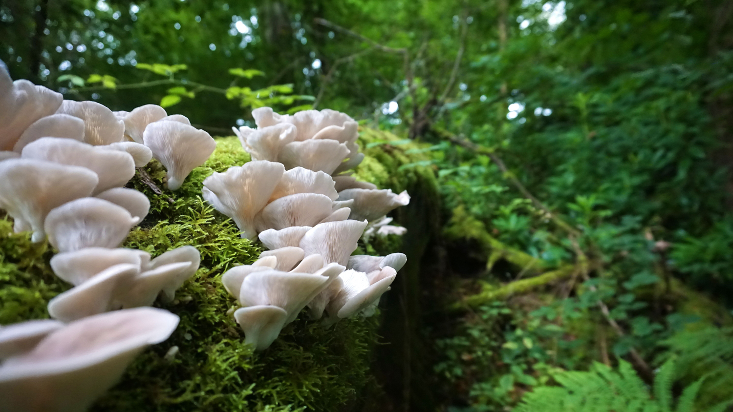 Oyster Mushroom Benefits for Longevity
