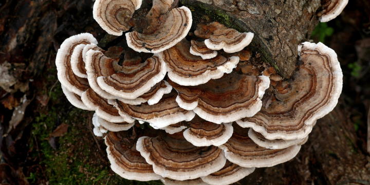 benefits of turkey tail mushroom
