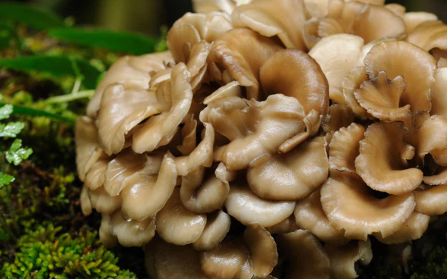 Discover the Health Benefits of Maitake Mushrooms: 7 Reasons to Try Them