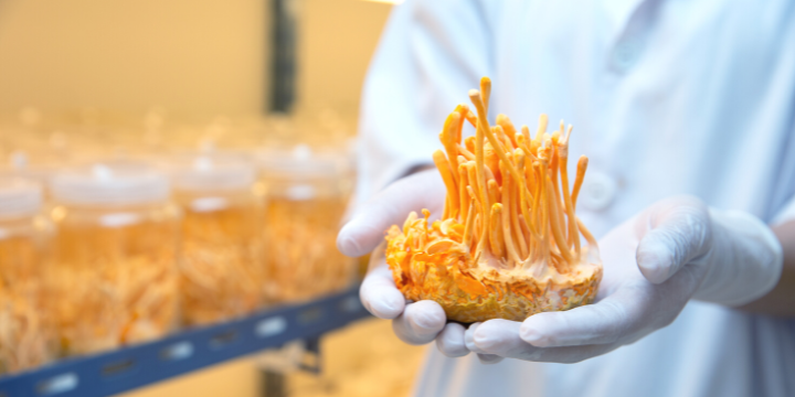 cordyceps militaris fungus