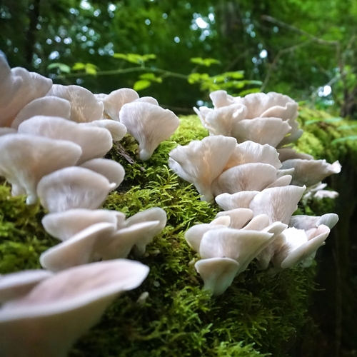 From Root to Tip: Oyster Mushrooms for Hair Health