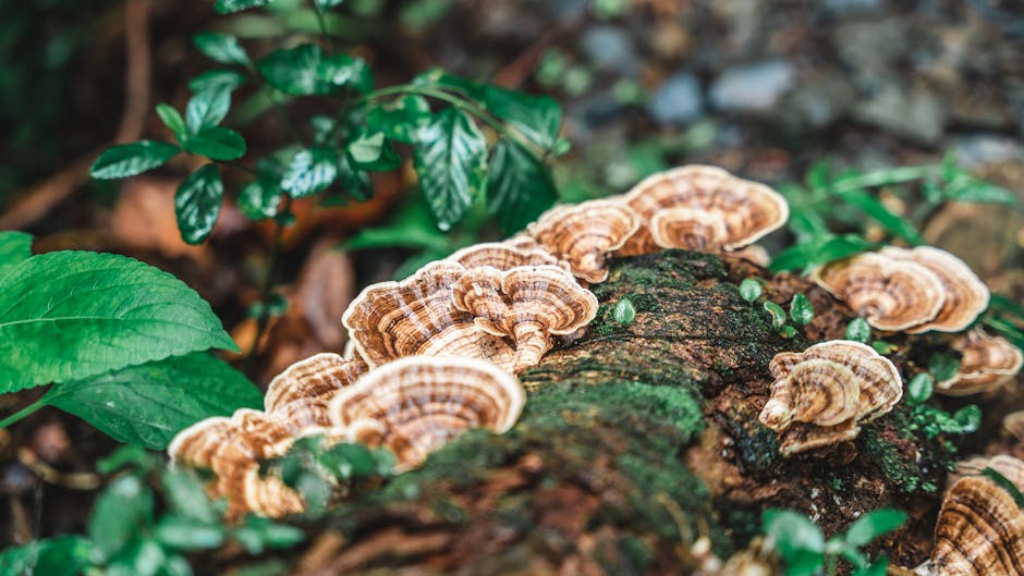 Sprinkle Some Health: Best Turkey Tail Mushroom Powders Reviewed