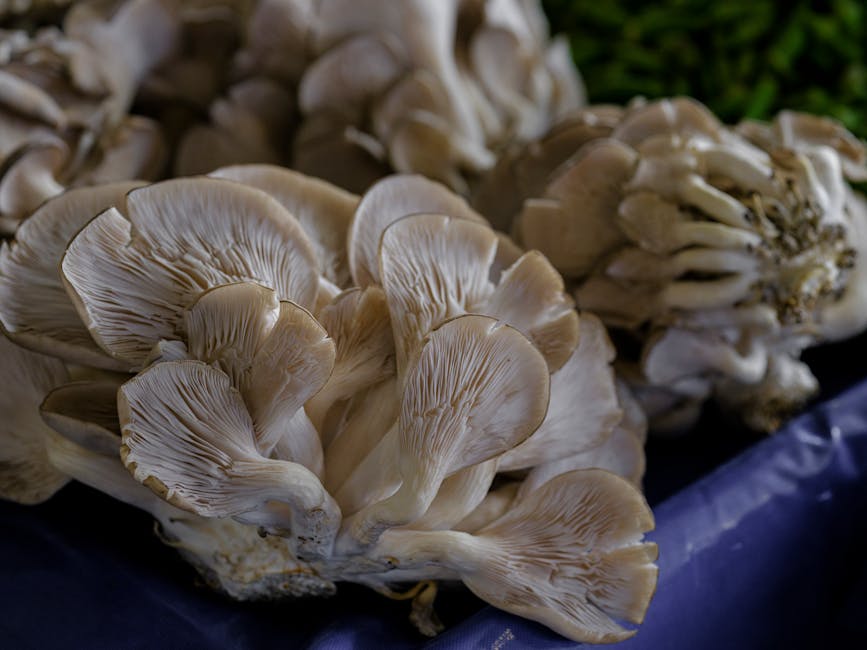 Oyster Mushrooms Explained: Functional Benefits and Everyday Uses
