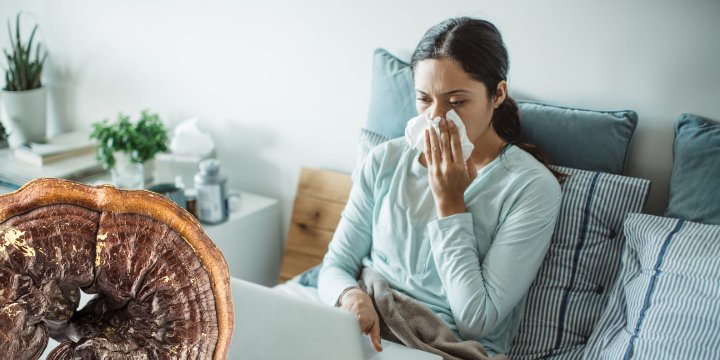 reishi mushroom for the immune system