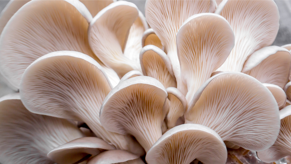 Oyster Mushroom: Benefits and Uses for a Healthier Life