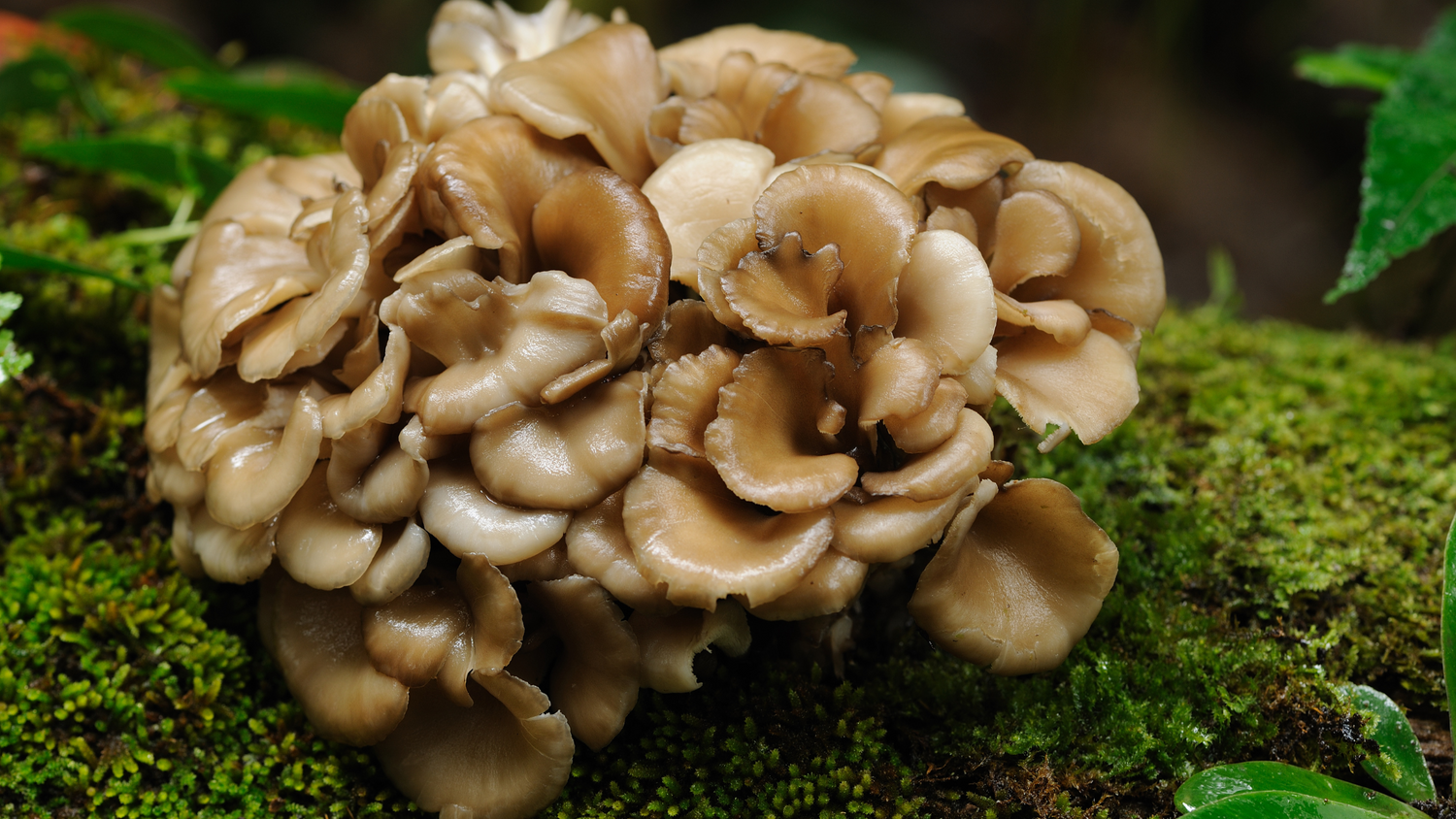 what are maitake mushrooms