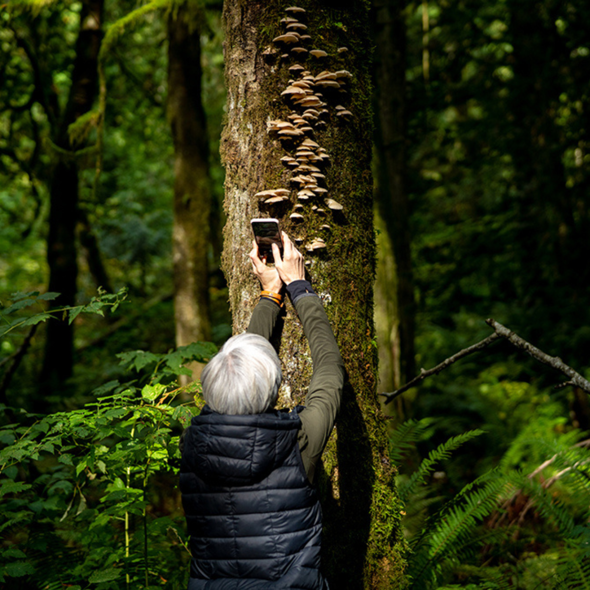 photos of fungi in forest