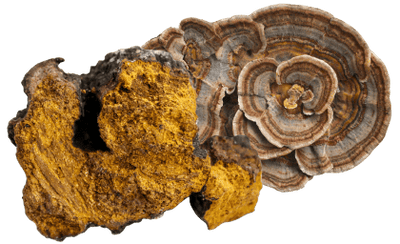 medicinal mushrooms