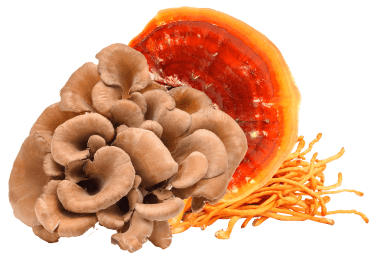 mushroom supplements