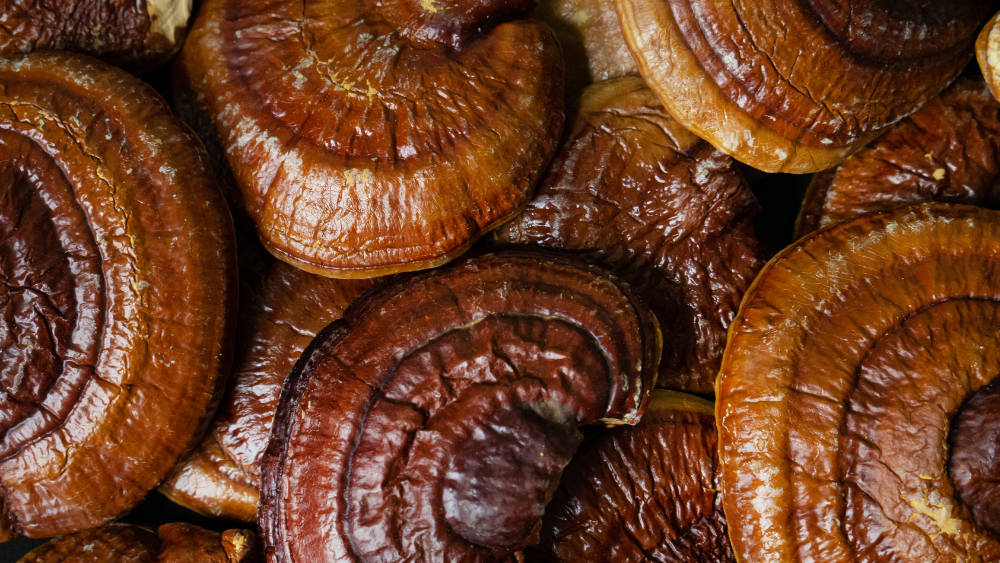 Functional Mushrooms in Indigenous Medicine
