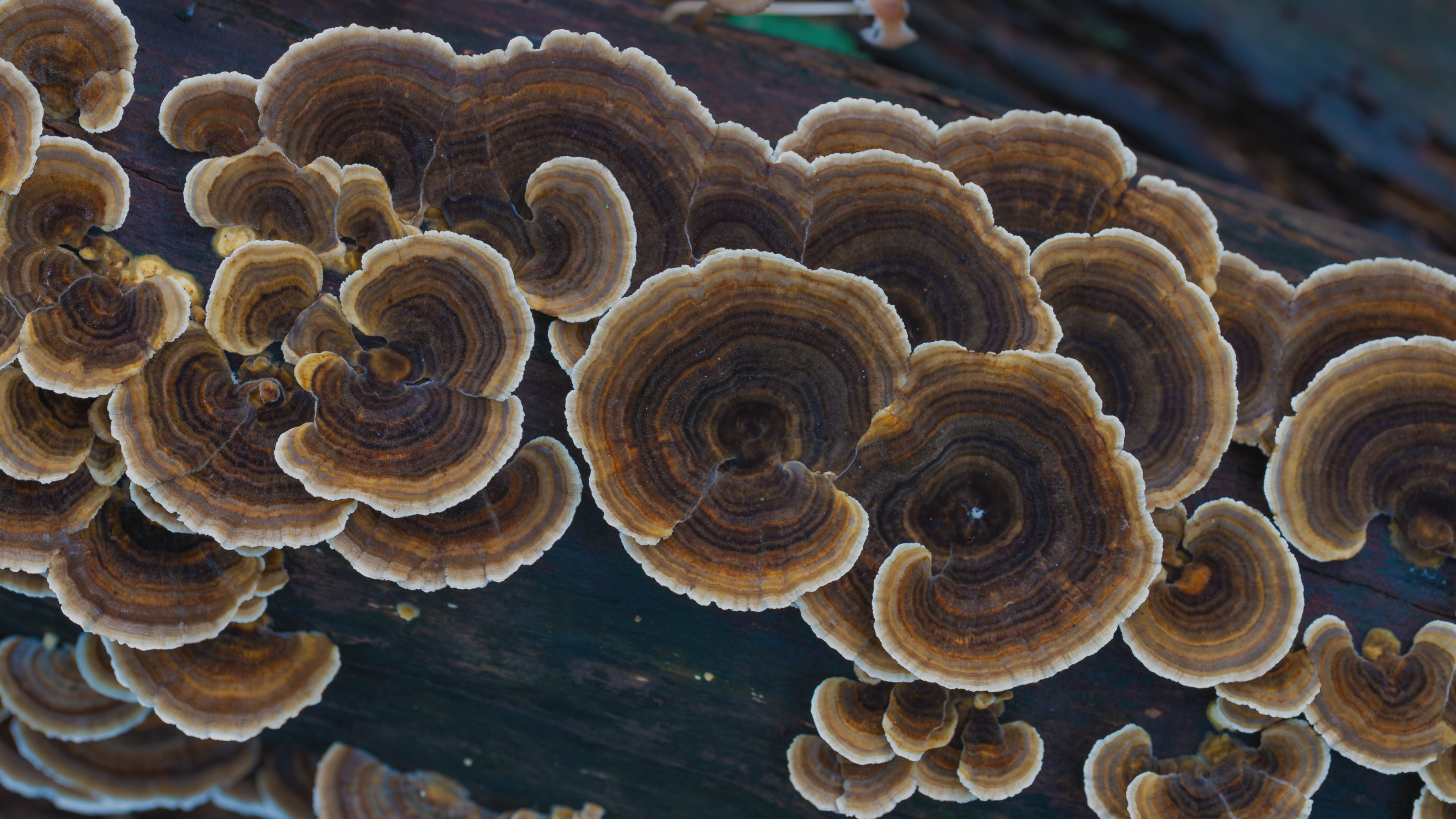 The Health Benefits of Turkey Tail Mushroom