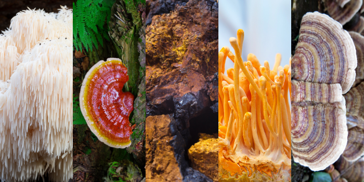 what are adaptogens