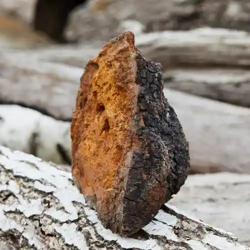 Chill Out with Chaga: How This Adaptogenic Mushroom Fights Stress