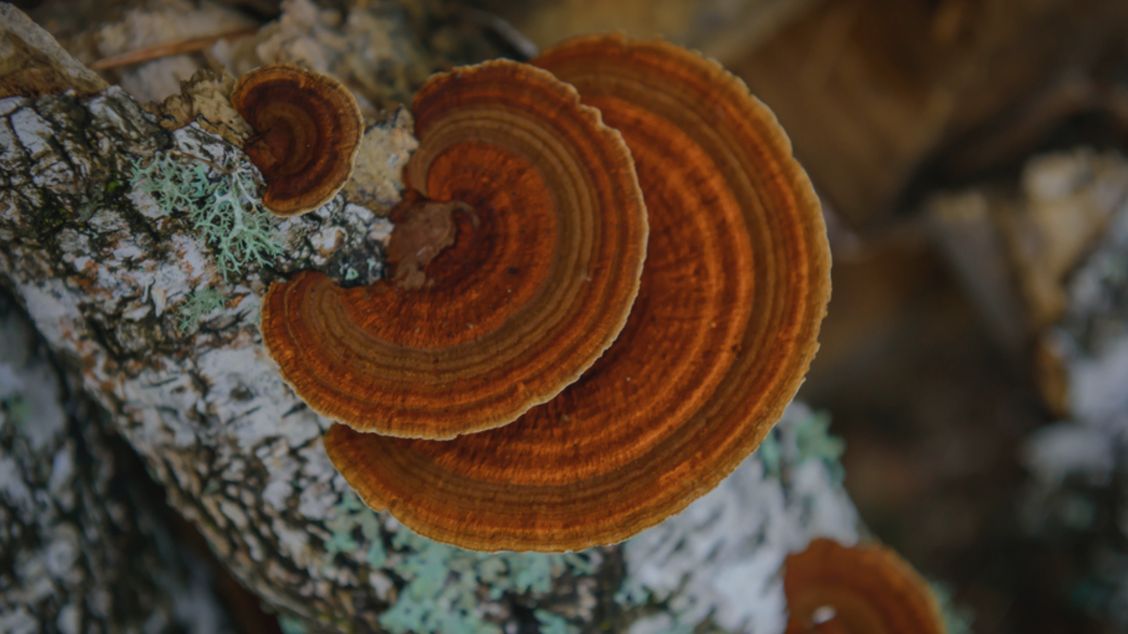 Should I take functional mushrooms? 