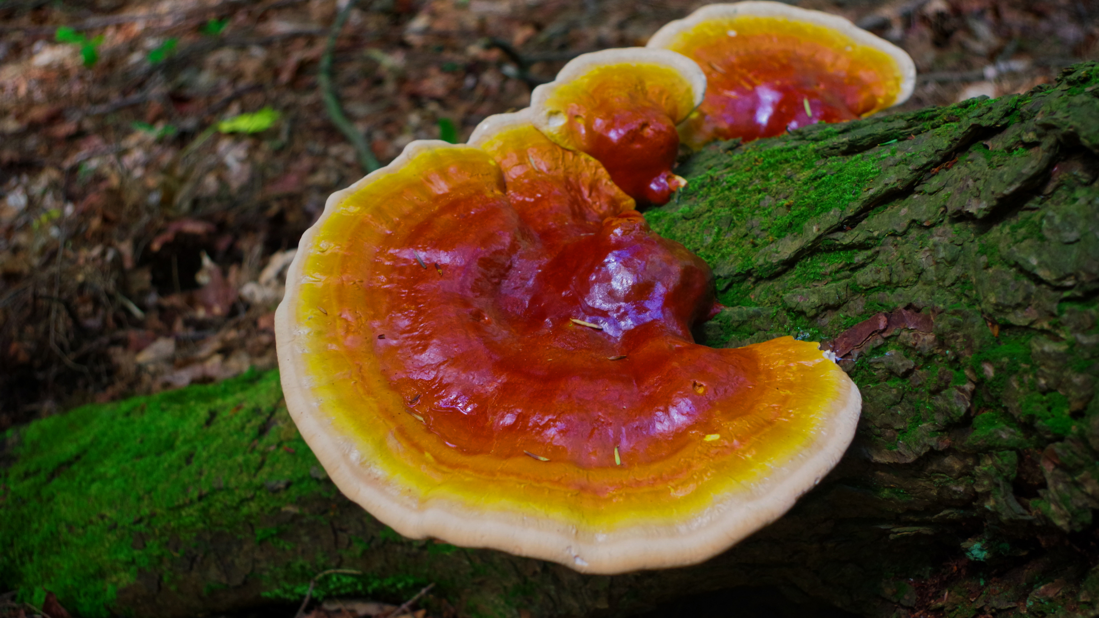 Reishi & Lion's Mane Mushroom for Brain Fog