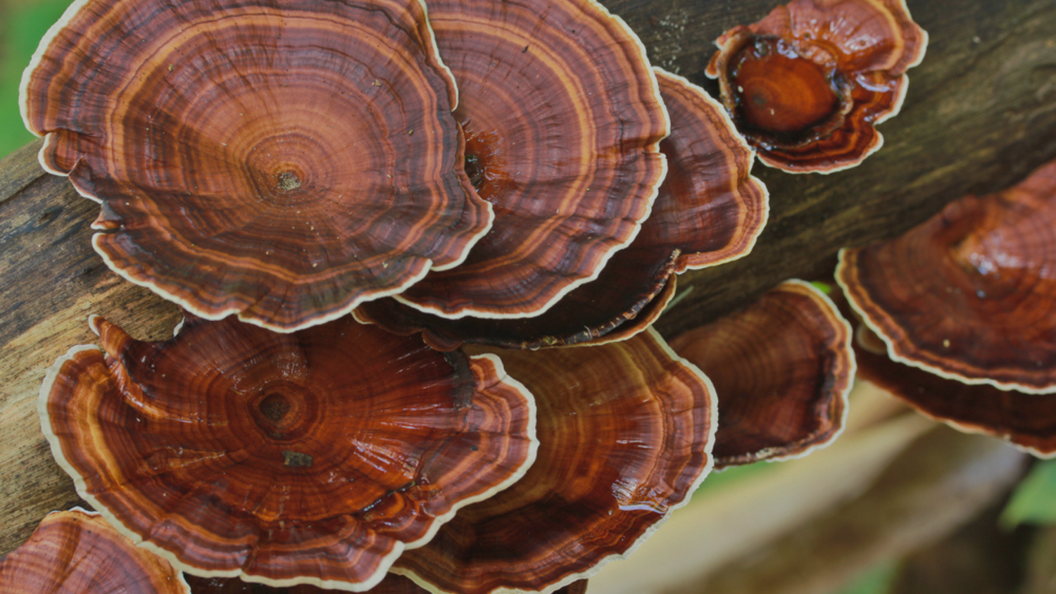 Mushrooms and the Microbiome